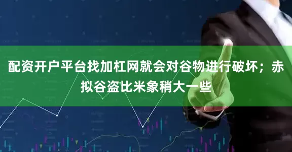 配资开户平台找加杠网就会对谷物进行破坏；赤拟谷盗比米象稍大一些